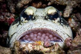 VISAYAS – Подводните Съкровища на Филипините